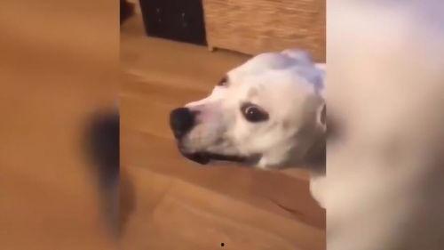 搞笑狗叫铃声,笑出腹肌的“汪星人”交响曲